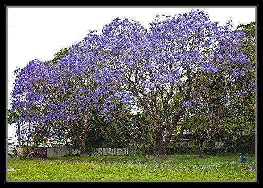 jacaranda tree near me